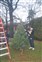 Christmas Tree Trimming - 2012-007.JPG